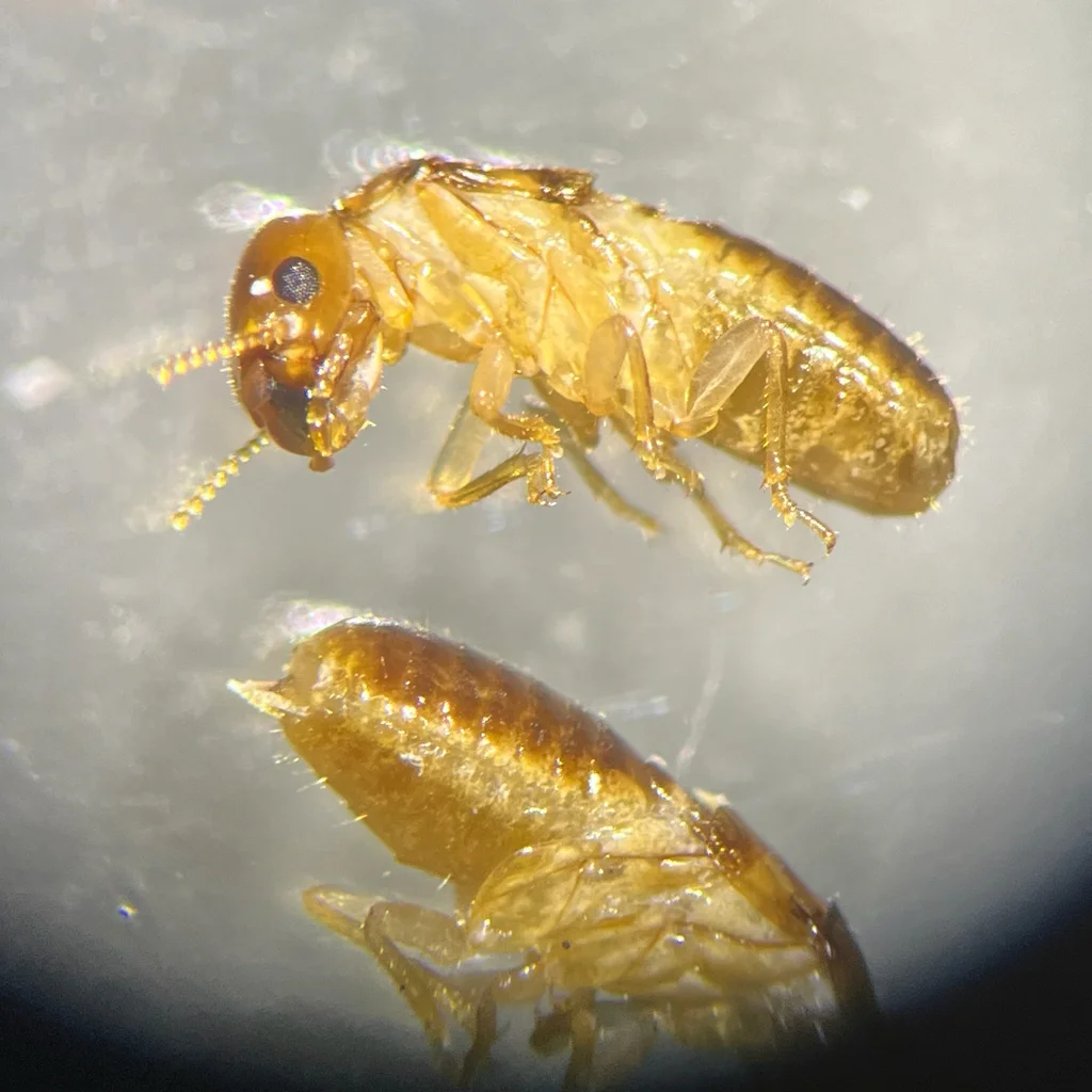 Two desert drywood termite workers showing size comparison and golden coloration