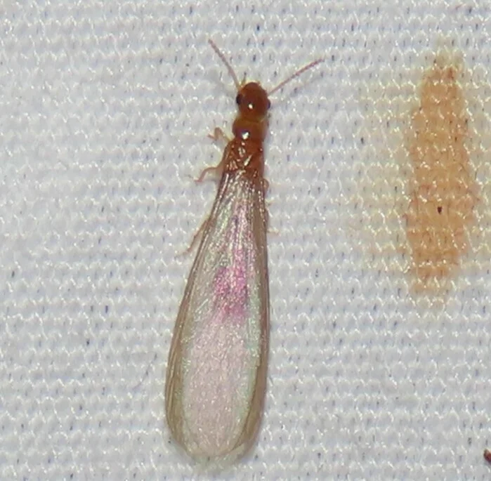 Winged desert drywood termite reproductive showing long wings and orange-tan body