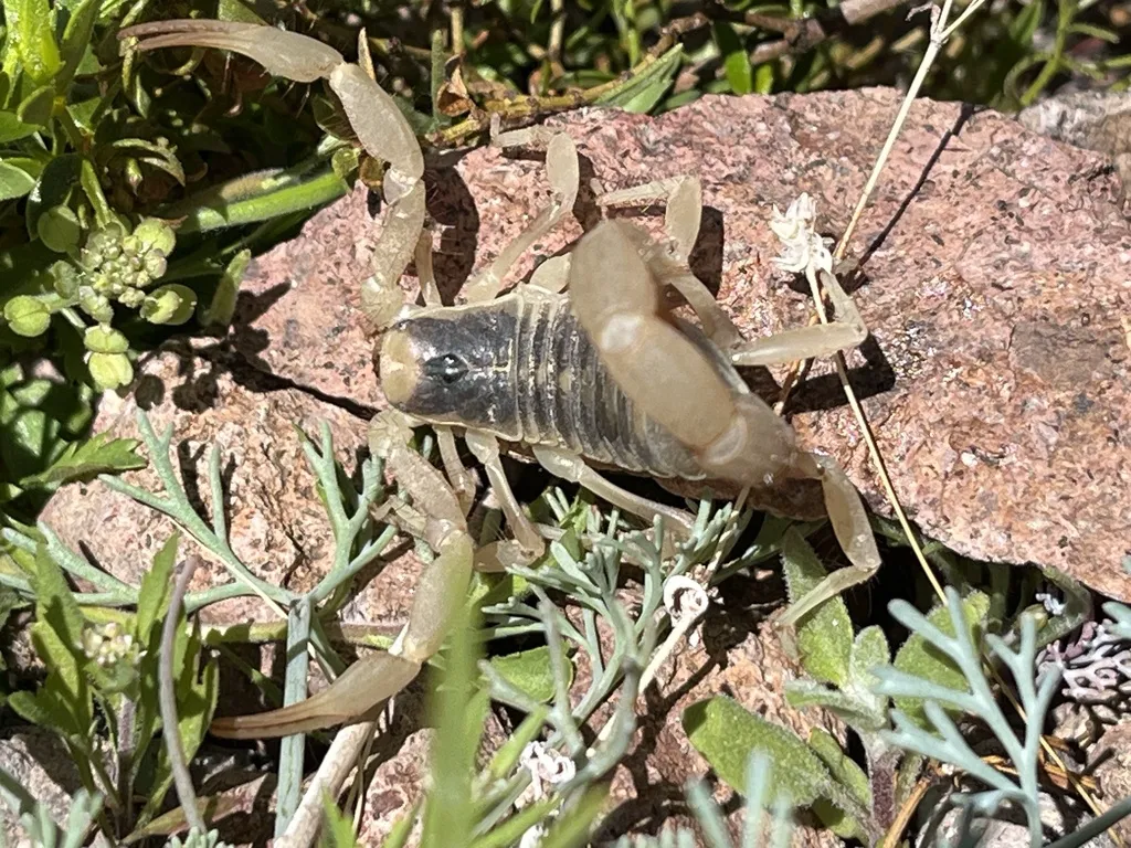 Close-up view of a desert hairy scorpion showing its robust body and large pincers among desert vegetation