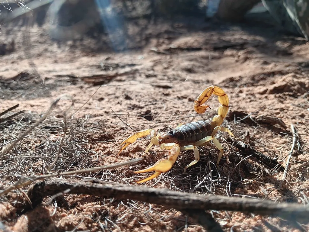 Desert hairy scorpion walking across sandy ground in its natural desert habitat