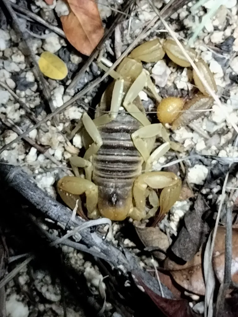 Top-down view of a desert scorpion on rocky ground showing full body and segmented tail