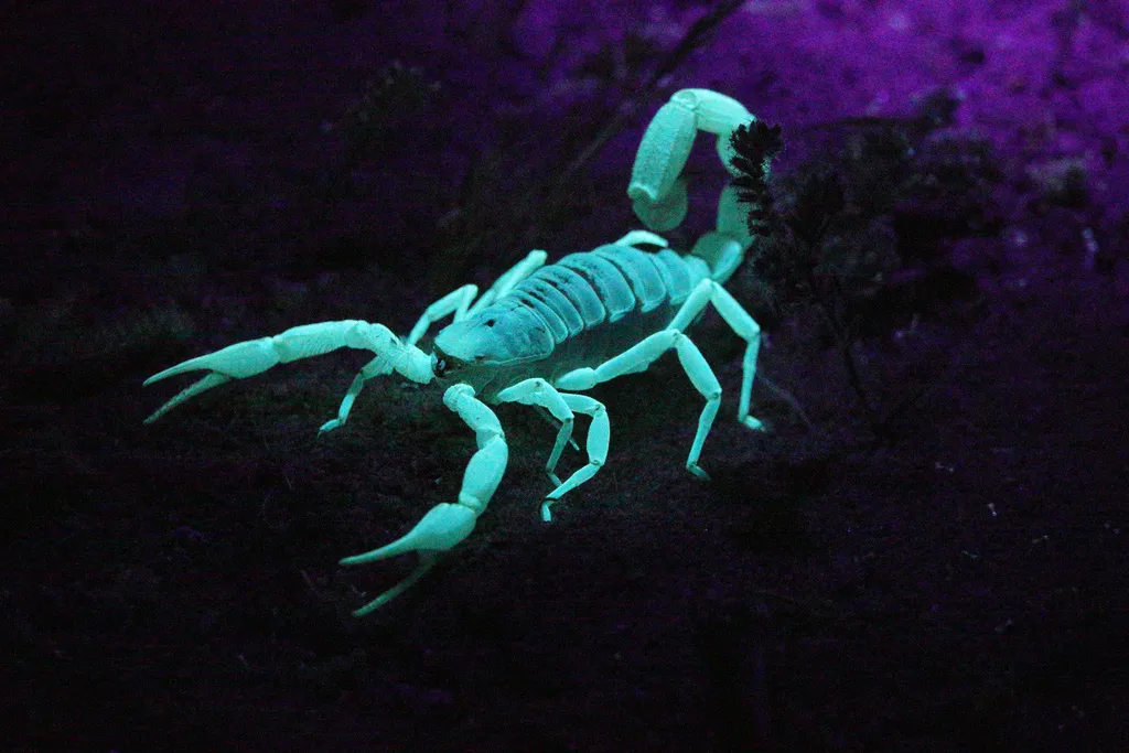 Desert scorpion fluorescing bright blue-green under ultraviolet blacklight at night