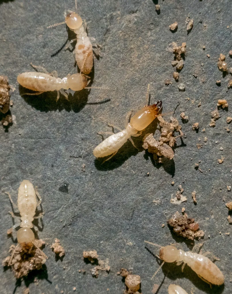 Multiple desert subterranean termite workers foraging together on a surface