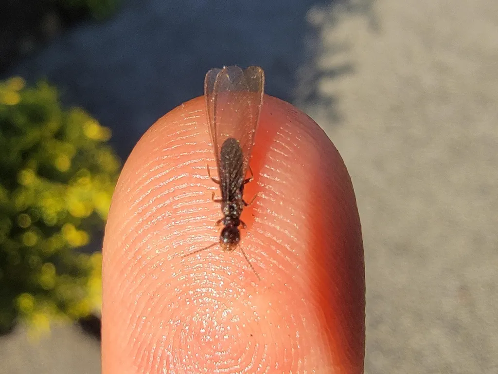 Desert subterranean termite swarmer on fingertip showing small size and translucent wings