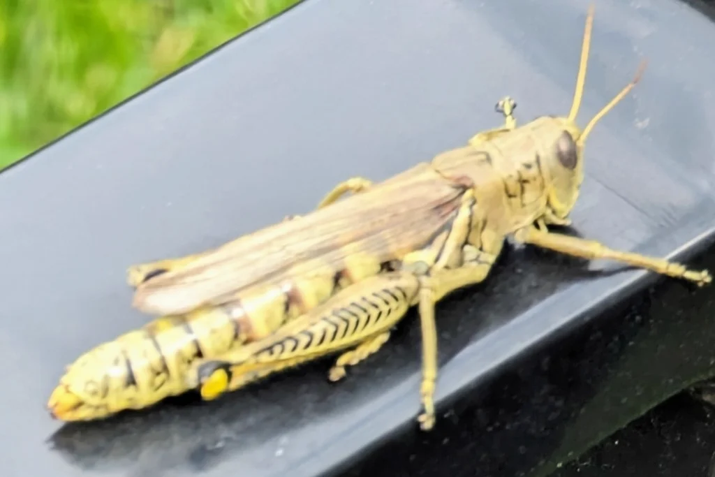 Detailed closeup of differential grasshopper displaying yellow coloring and herringbone leg markings
