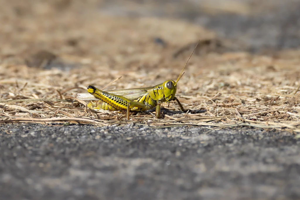 Differential grasshopper on bare ground showing full body coloration
