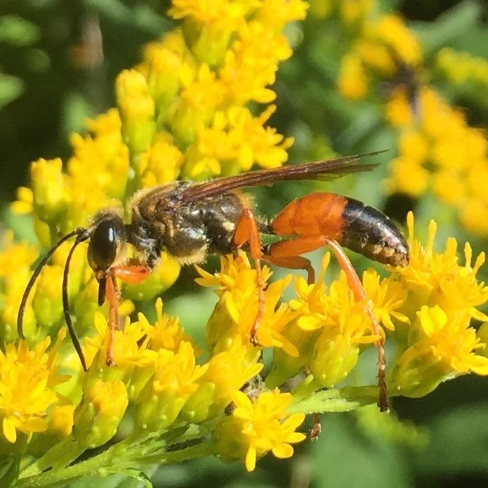 Great golden digger wasp foraging on yellow goldenrod flowers showing orange and black coloring