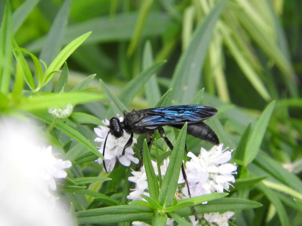 Great black digger wasp on white mountain mint flowers showing iridescent blue-black wings