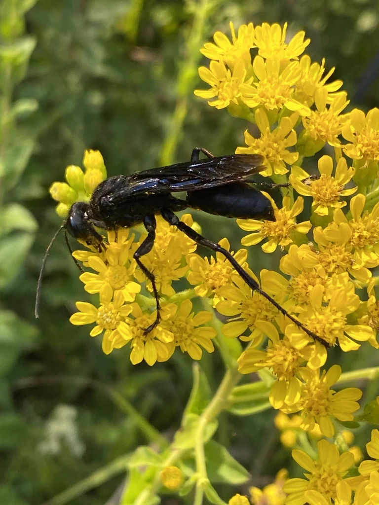 Great black digger wasp feeding on yellow goldenrod showing dark coloration and long legs