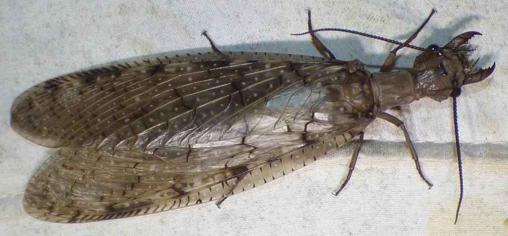 Adult dobsonfly displaying large wings and long antennae after emerging from hellgrammite stage