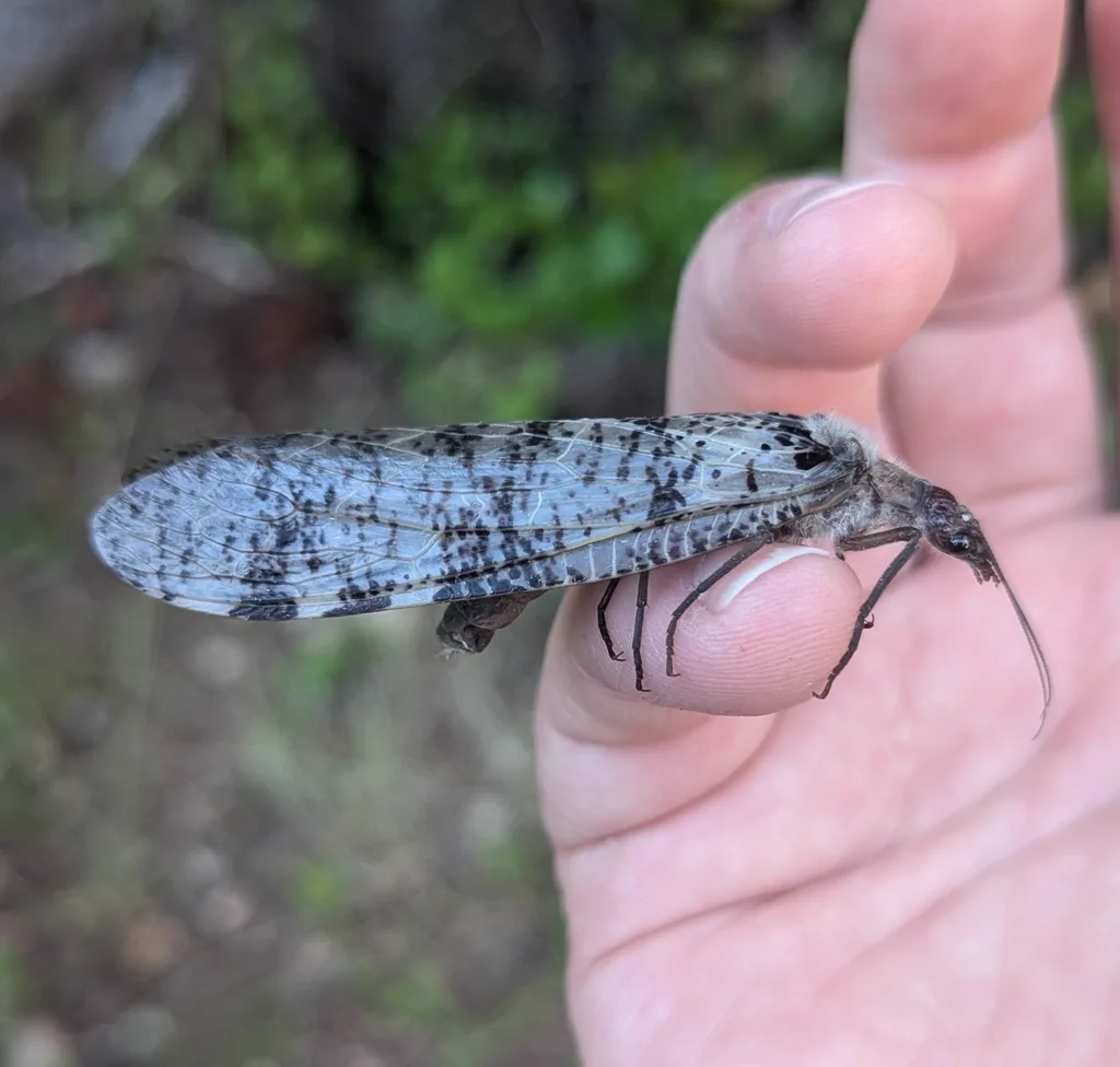 Adult dobsonfly held in hand showing impressive wingspan and size comparison