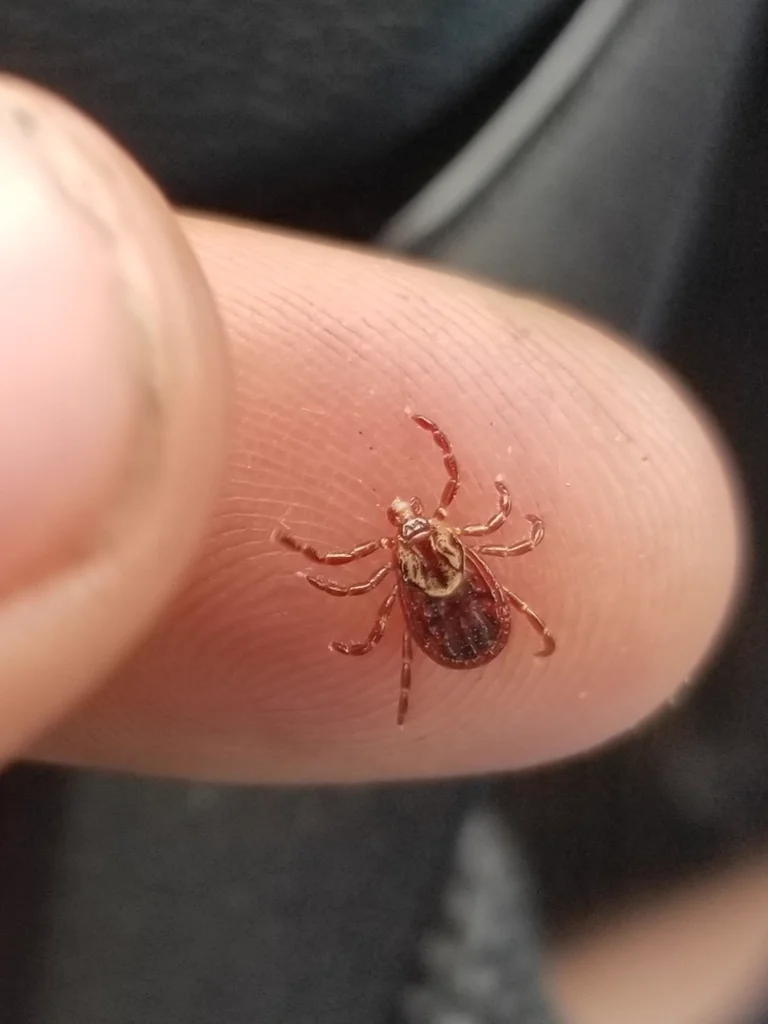 American dog tick on human finger showing size comparison