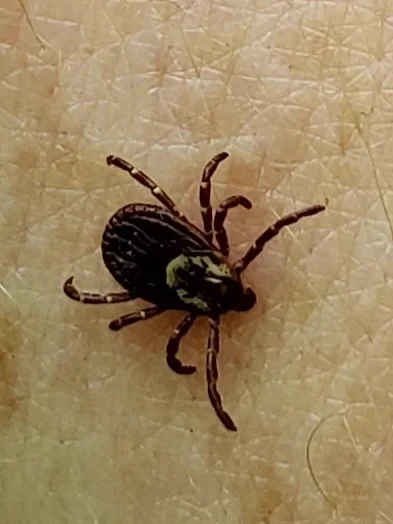 Close-up of American dog tick showing eight legs and oval body