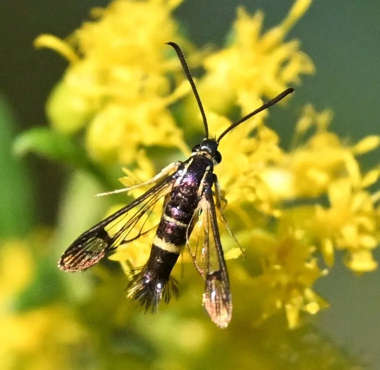 Dogwood borer moth resting on yellow goldenrod flowers, looking like a small wasp