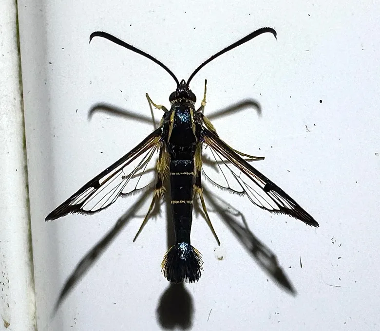 Dogwood borer moth resting on white house siding with its clear wings spread
