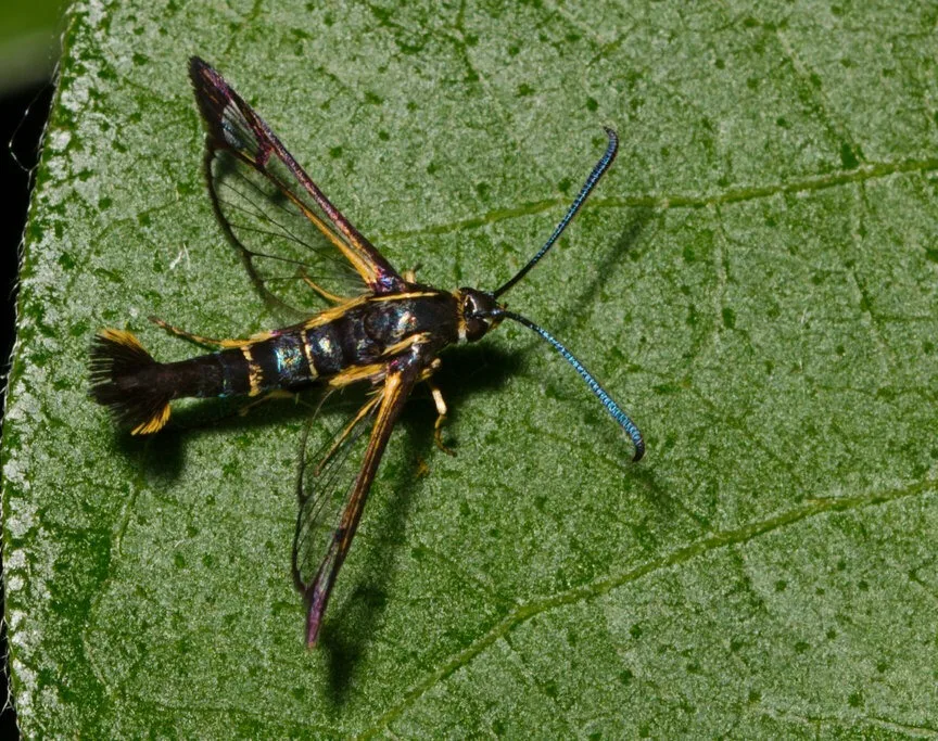Side view of a dogwood borer moth on a leaf showing its tail tuft and yellow leg markings