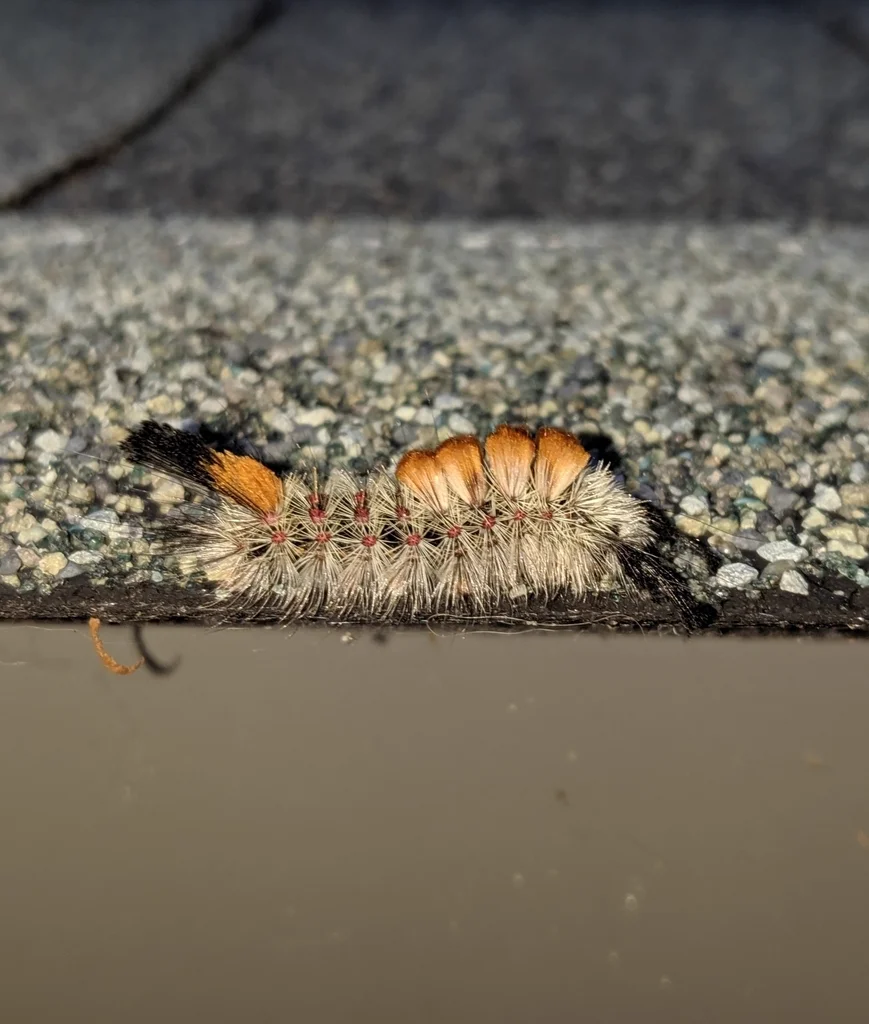 Douglas-fir tussock moth caterpillar showing distinctive orange body with black hair pencils and white hair tufts