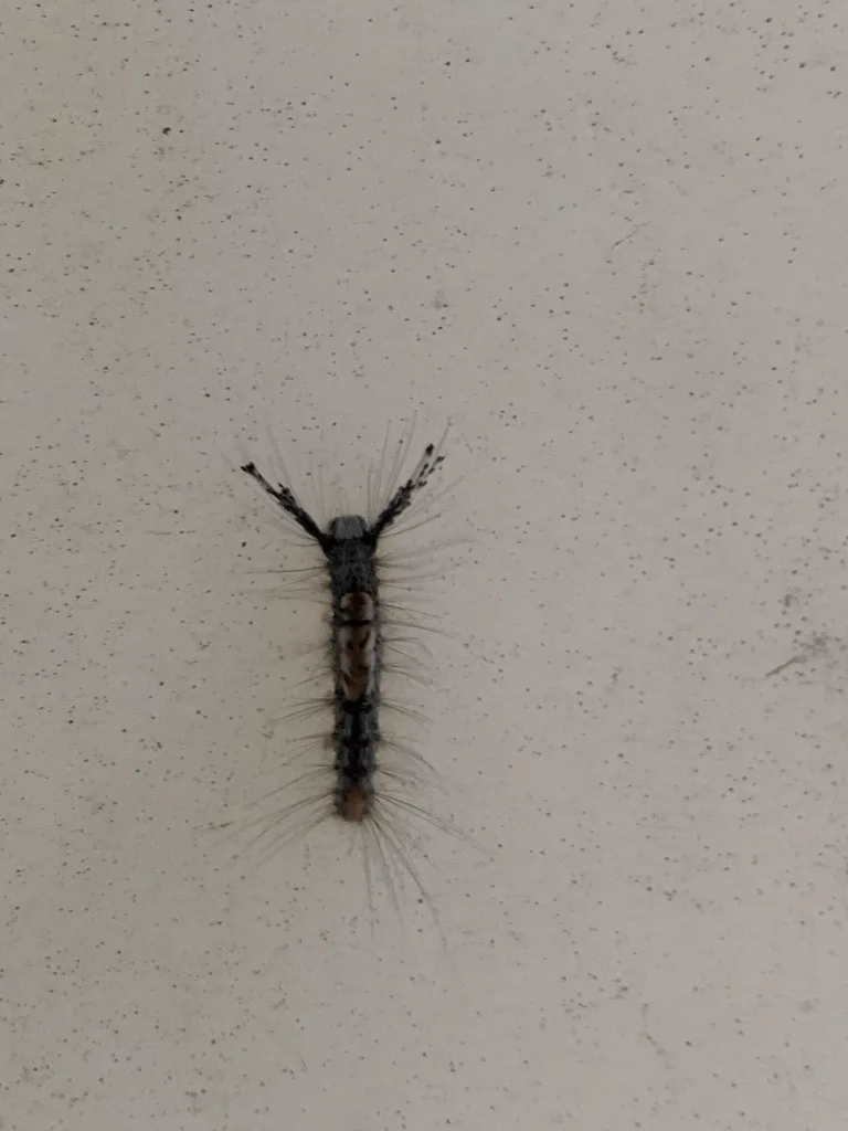 Top view of Douglas-fir tussock moth caterpillar on light surface showing full body with gray coloring and hair tufts