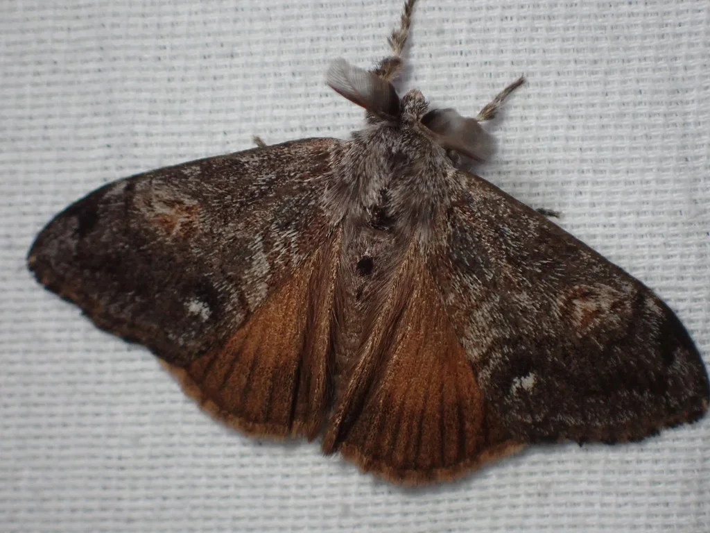 Douglas-fir tussock moth adult male displaying orange-brown hindwings visible beneath forewings