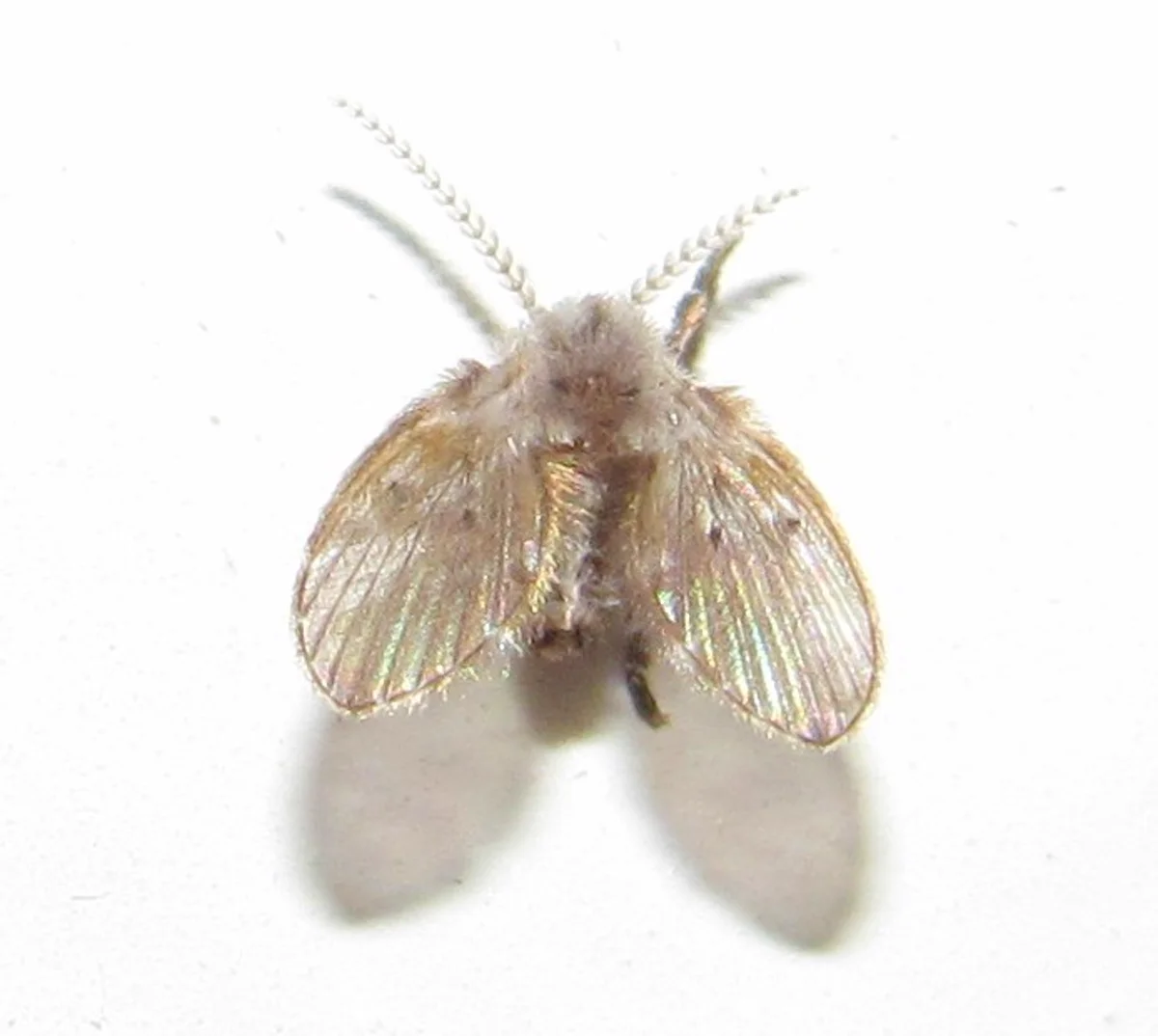 Drain fly photographed from above showing wing structure