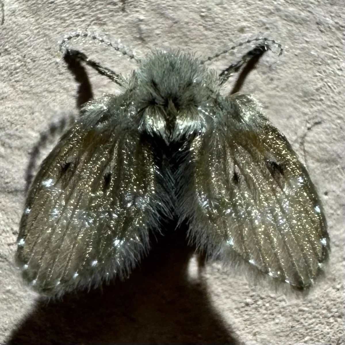 Detailed macro view of a drain fly showing its fuzzy body and wing pattern