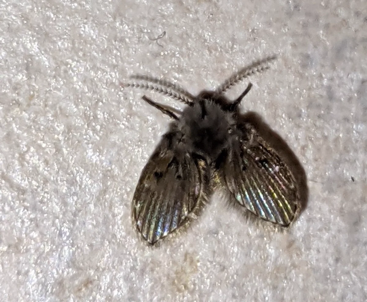 Side view of a drain fly on a textured surface