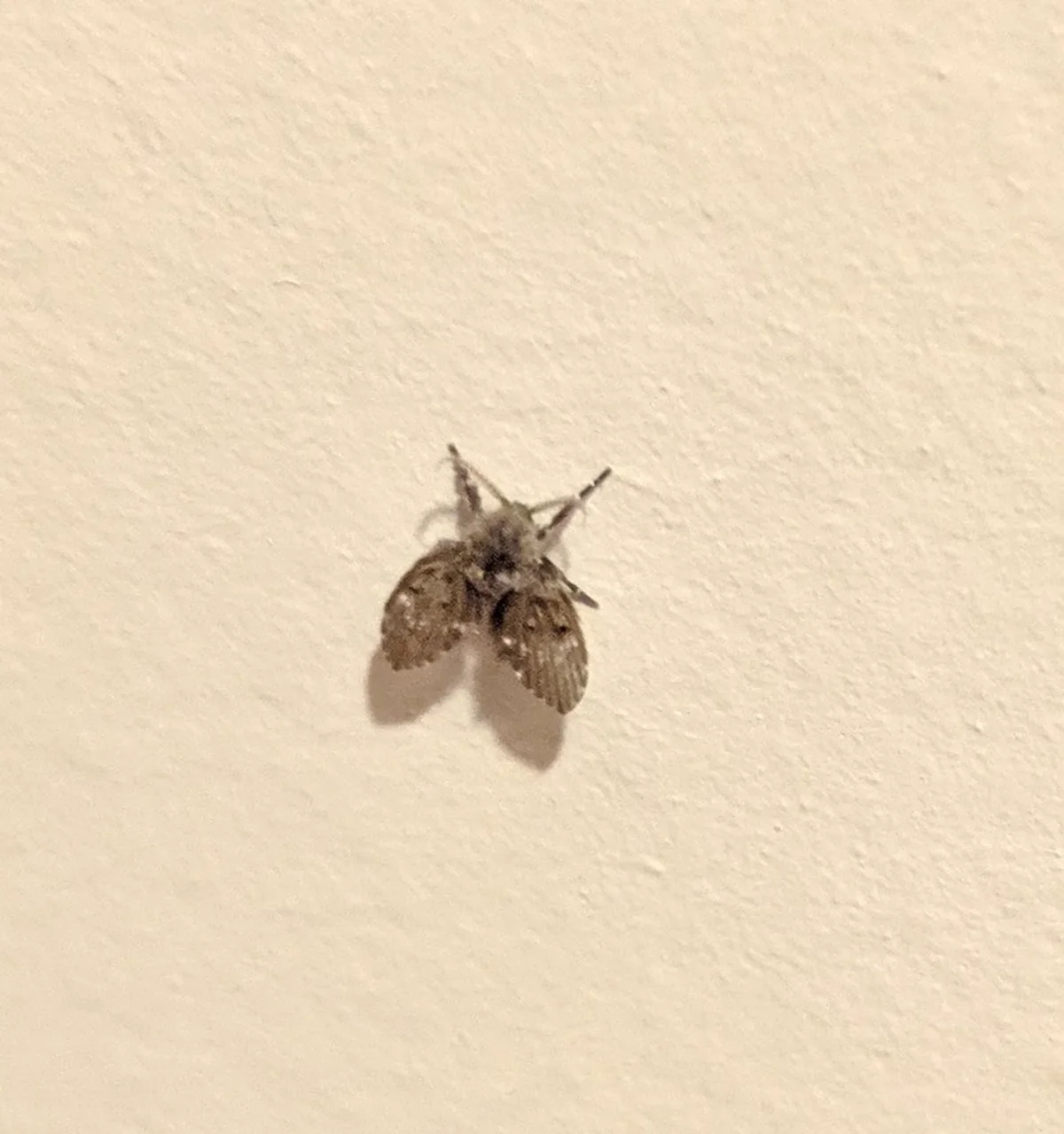 Drain fly resting on a wall surface