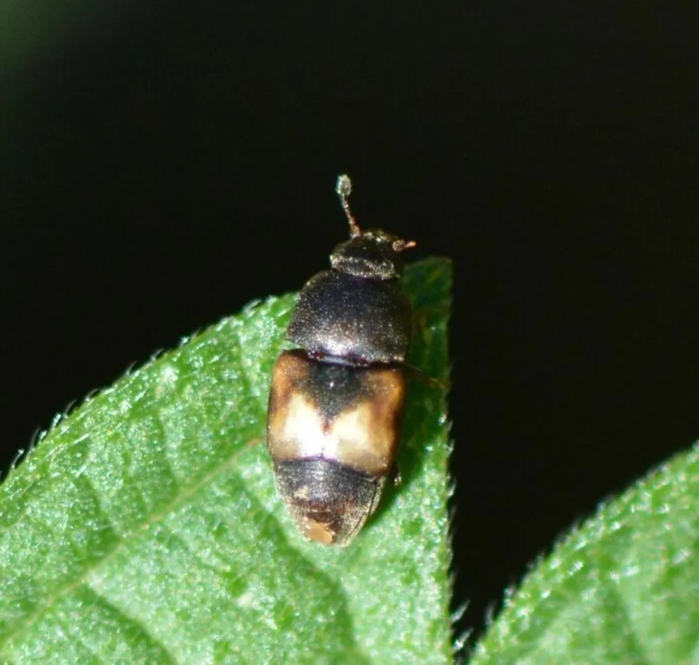 Dried fruit beetle resting on the tip of a green leaf, with its tan wing-cover patches and exposed abdomen tip