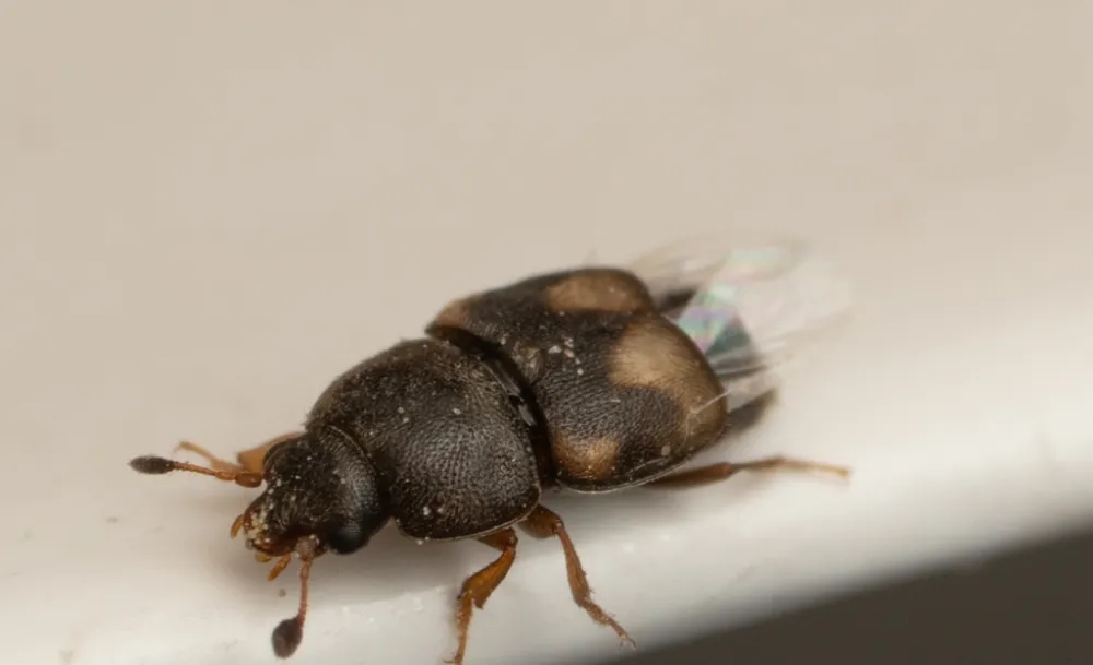 Side view of a dried fruit beetle showing its flat oval body, short wing covers, and clubbed antennae