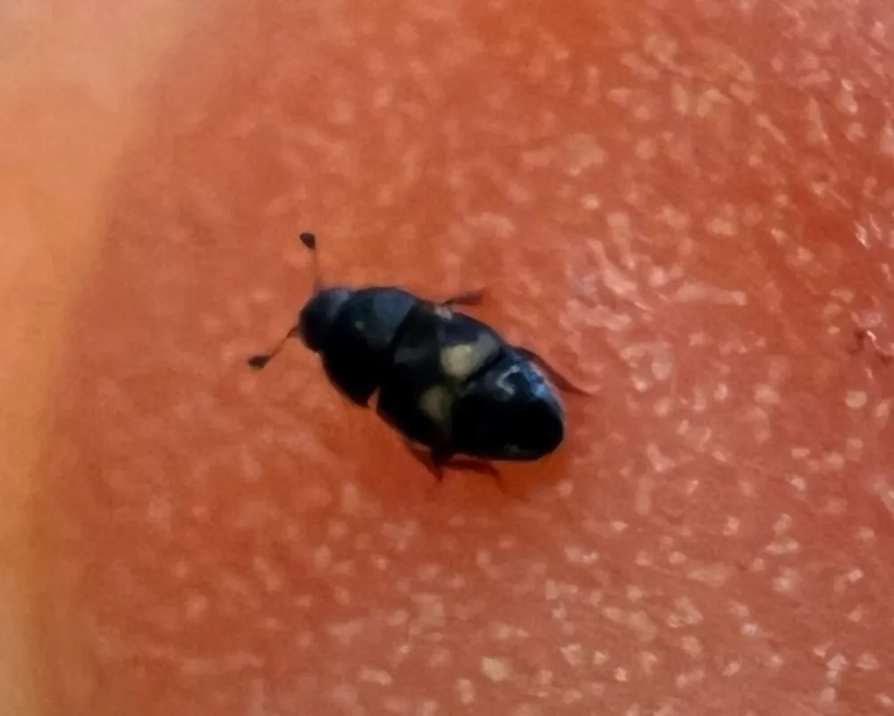 Small black dried fruit beetle crawling on the skin of a ripe piece of fruit