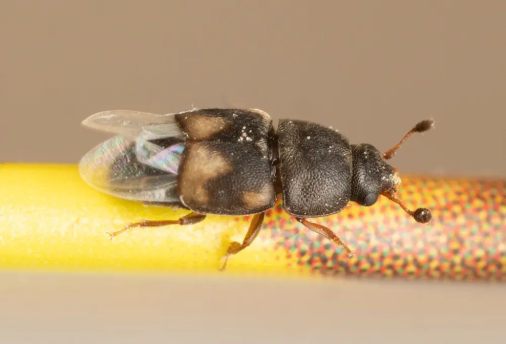 Dried fruit beetle with clear flight wings spread out from under its spotted wing covers