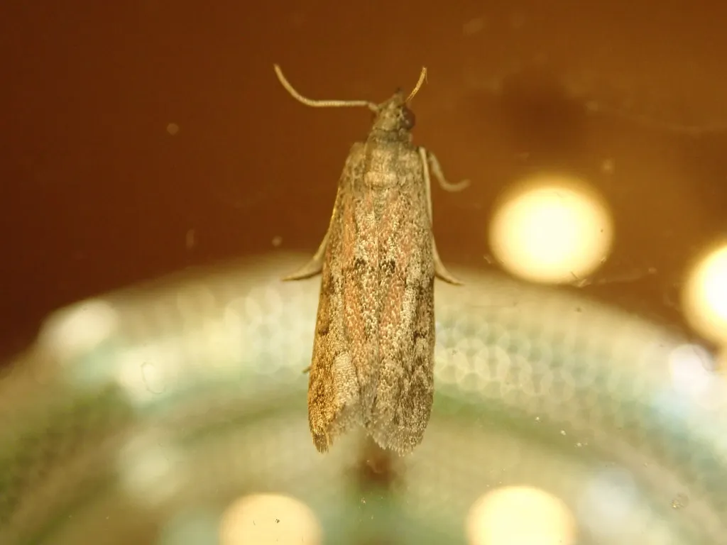 Dried fruit moth perched on glass surface under warm lighting showing body shape and antennae