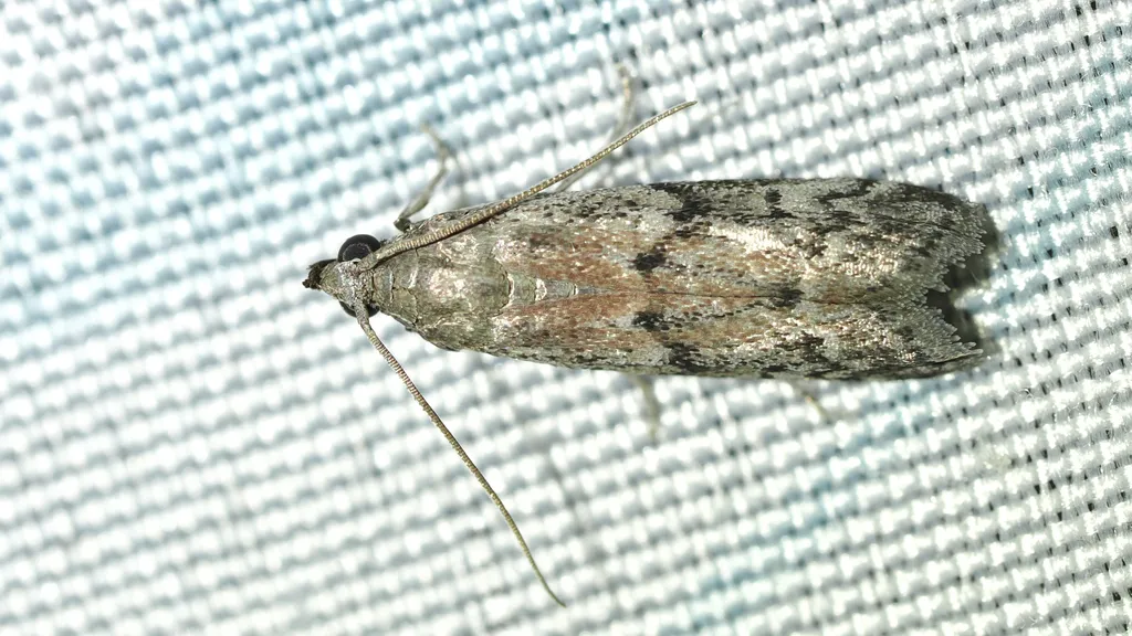 Dried fruit moth on blue fabric displaying mottled gray wing coloring and long antennae