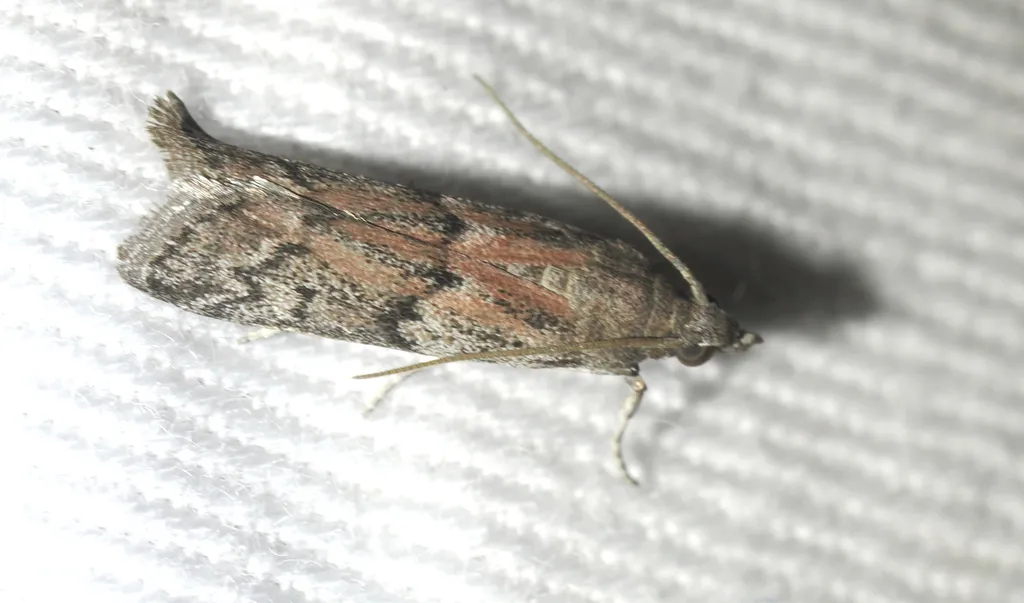 Side view of a dried fruit moth on white cloth showing wing pattern and reddish-brown markings