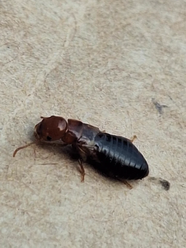 Drywood termite soldier with dark abdomen and distinctive reddish-brown head