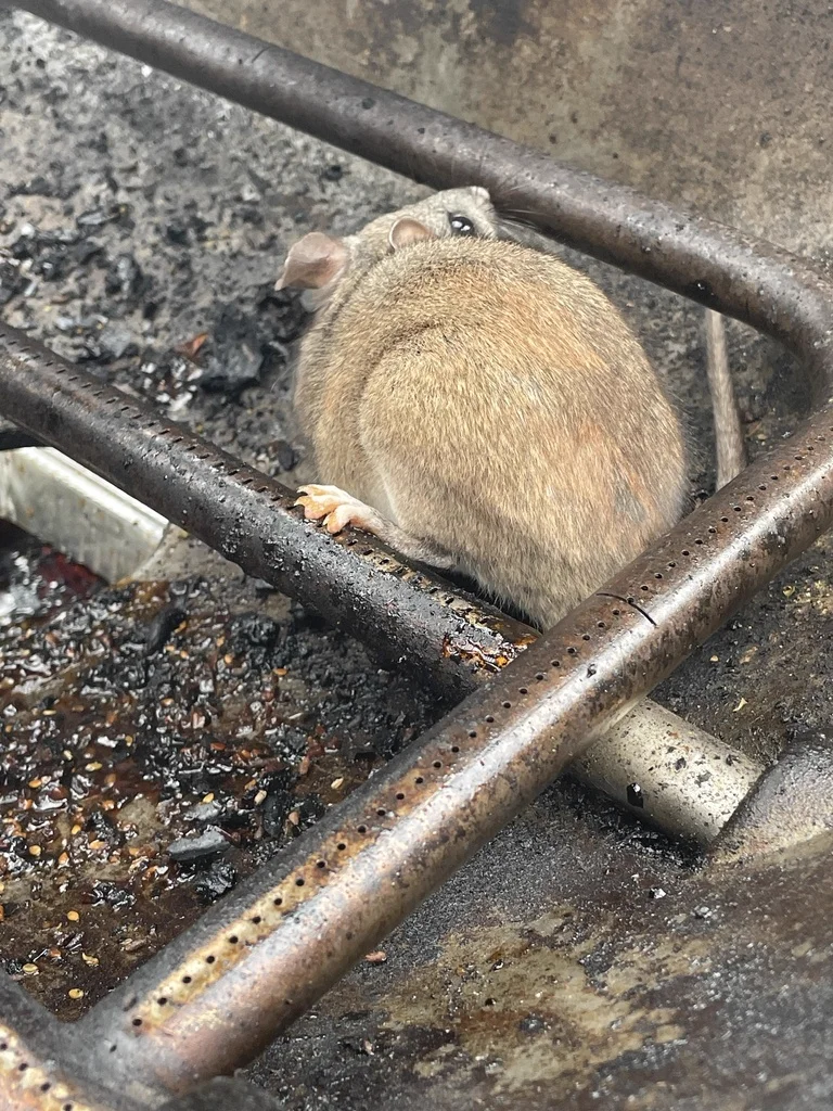 Dusky-footed woodrat from above showing full body with characteristic cinnamon-brown coloring
