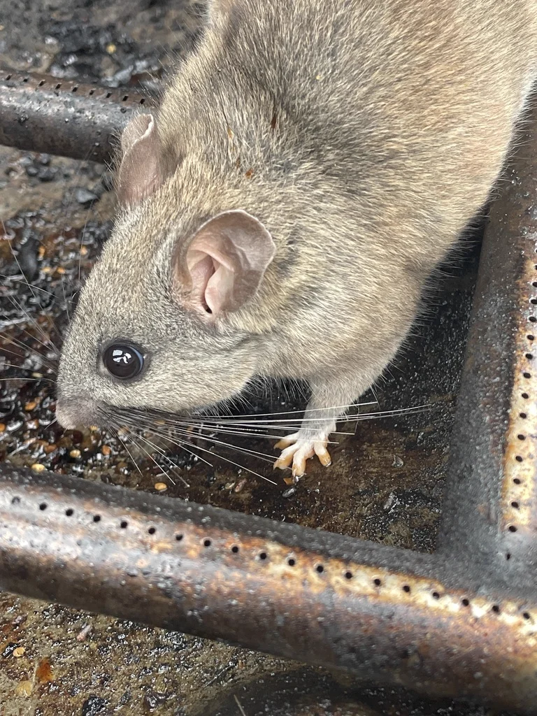 Close-up portrait of a dusky-footed woodrat showing its large ears, dark eyes, and tan-brown fur