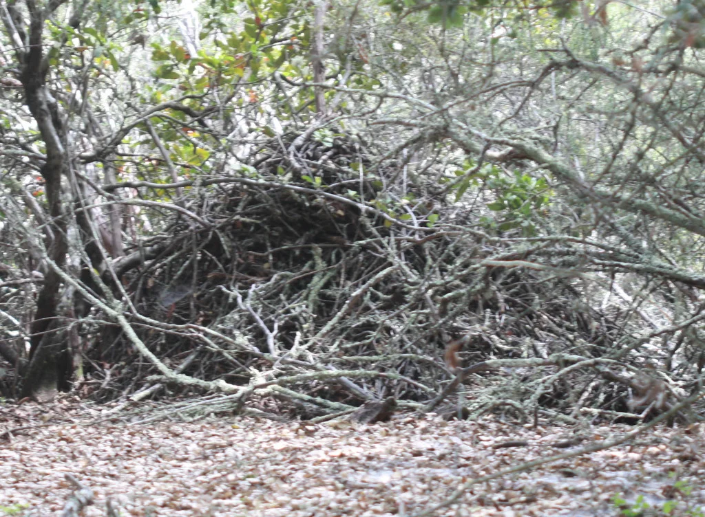 Dusky-footed woodrat midden in woodland habitat with surrounding vegetation