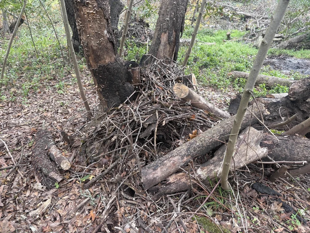 Large stick house nest built by a dusky-footed woodrat at the base of a tree