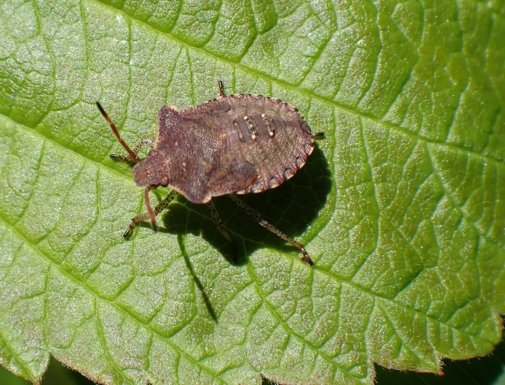 Dusky stink bug on a green leaf showing its mottled brown coloring and shield shape