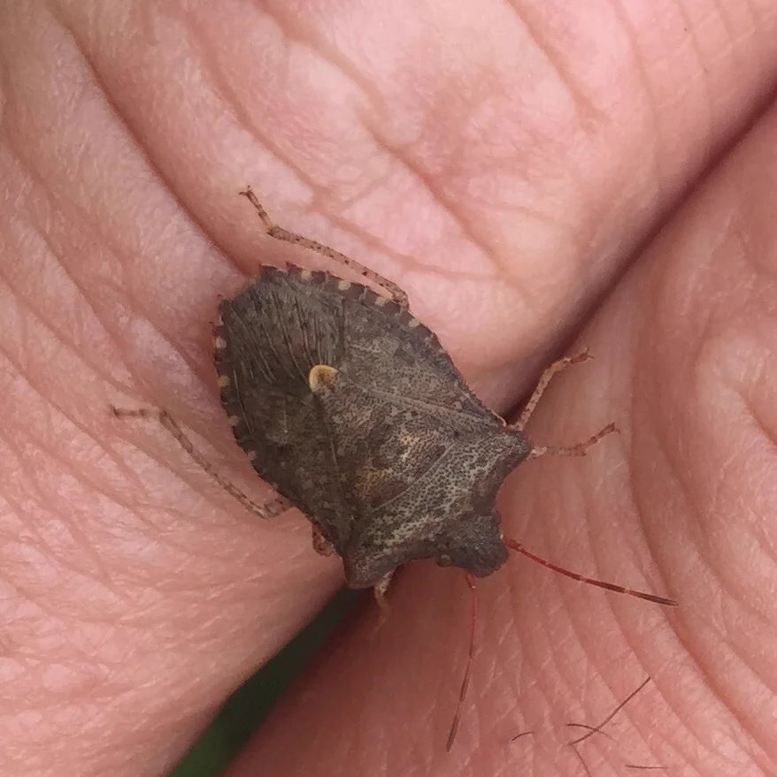 Dusky stink bug on a human hand demonstrating its small size relative to a finger