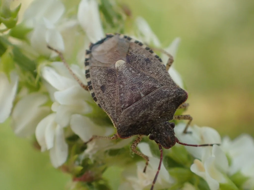 Dusky stink bug feeding on white flowers in a natural habitat