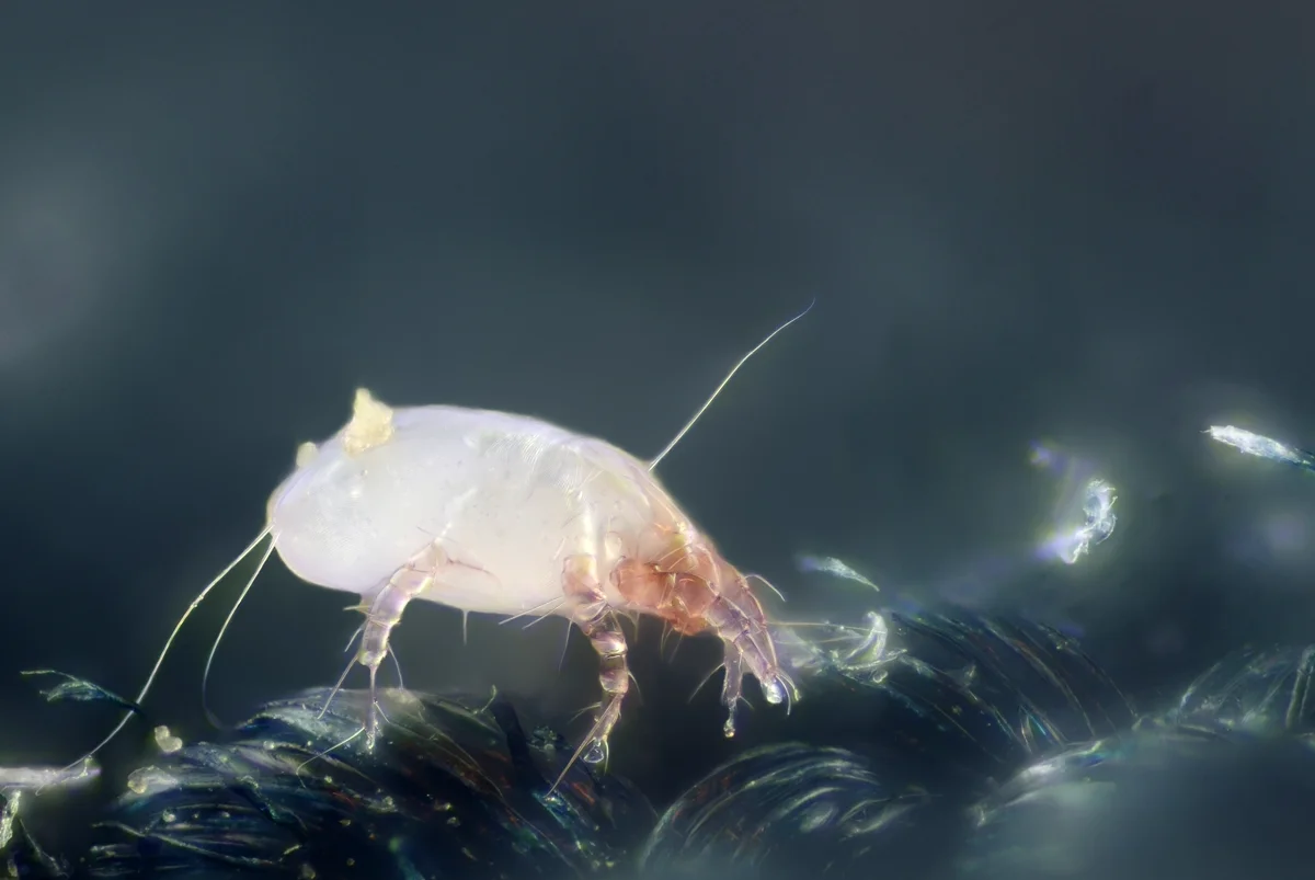 Live dust mite viewed under light microscope showing translucent body