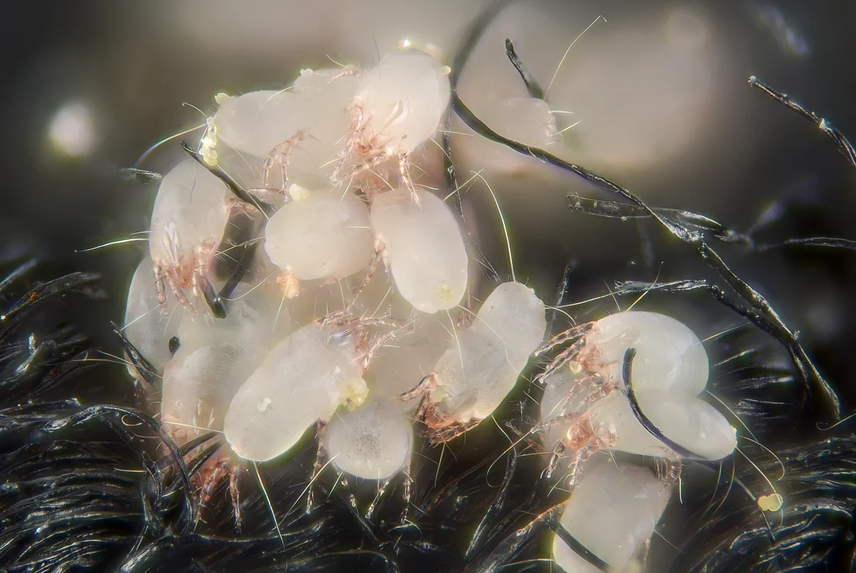 Cluster of house dust mites aggregating together