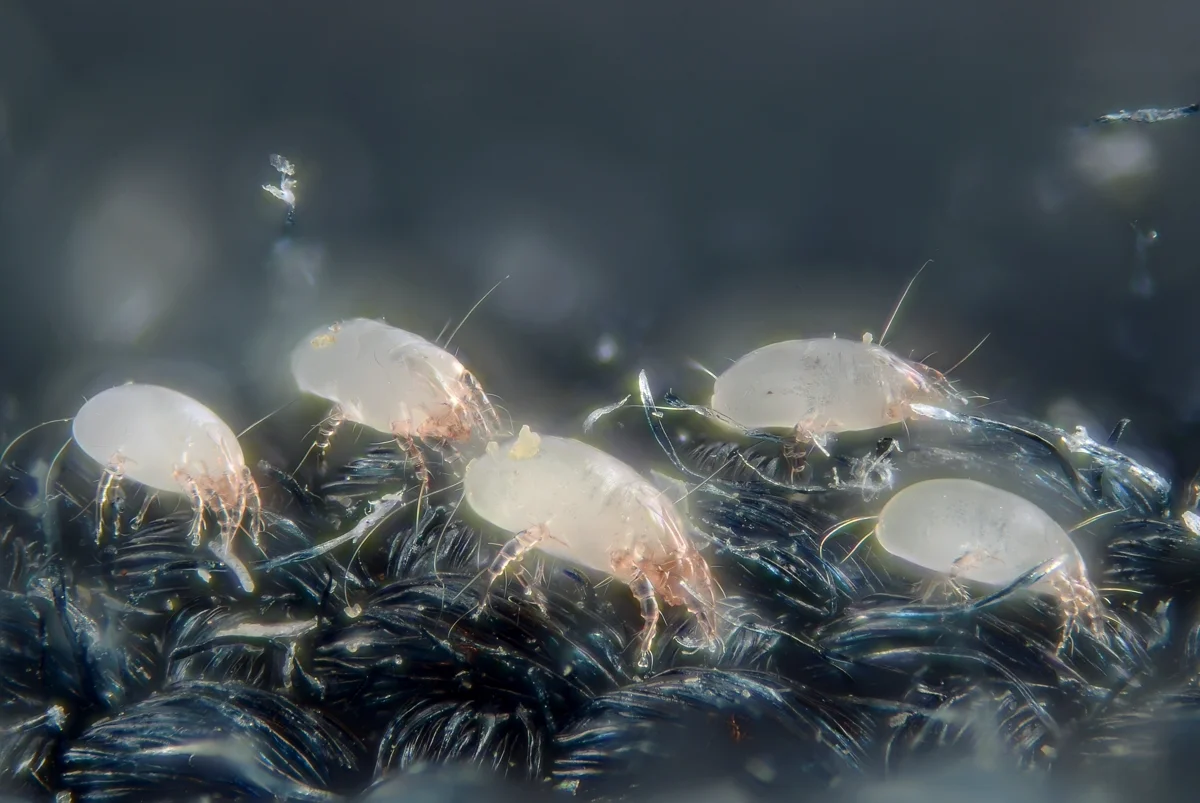 Multiple dust mites on fabric fibers viewed under microscope