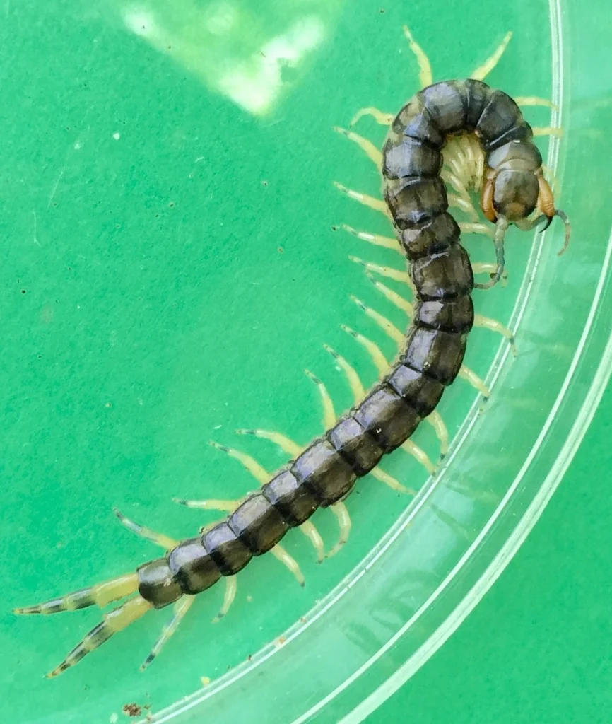 Eastern bark centipede in container showing full body with yellow-banded legs