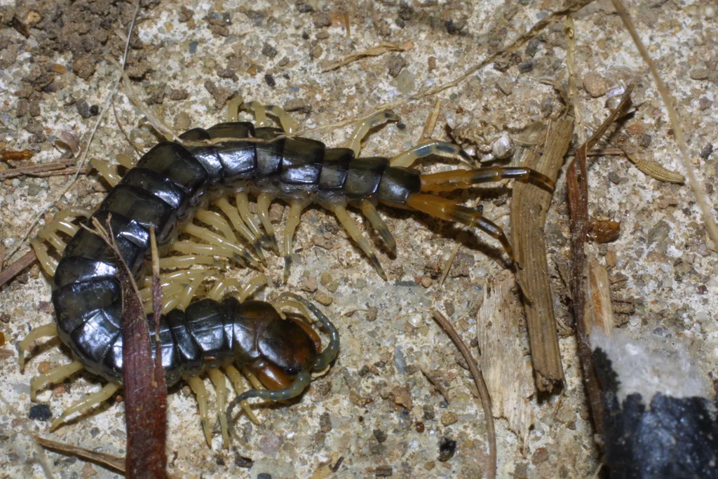 Eastern bark centipede feeding on prey demonstrating predatory behavior