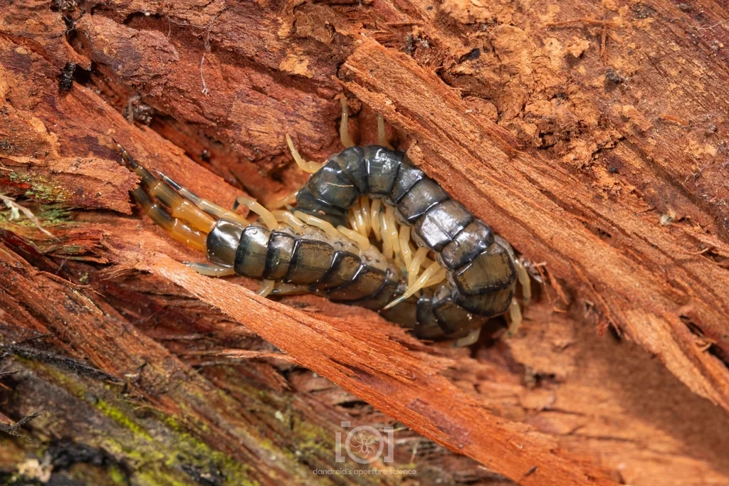 Eastern bark centipede on red tree bark in natural woodland habitat