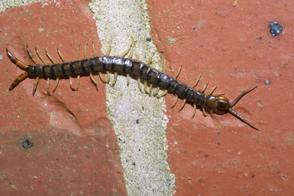 Eastern bark centipede on brick surface near home foundation