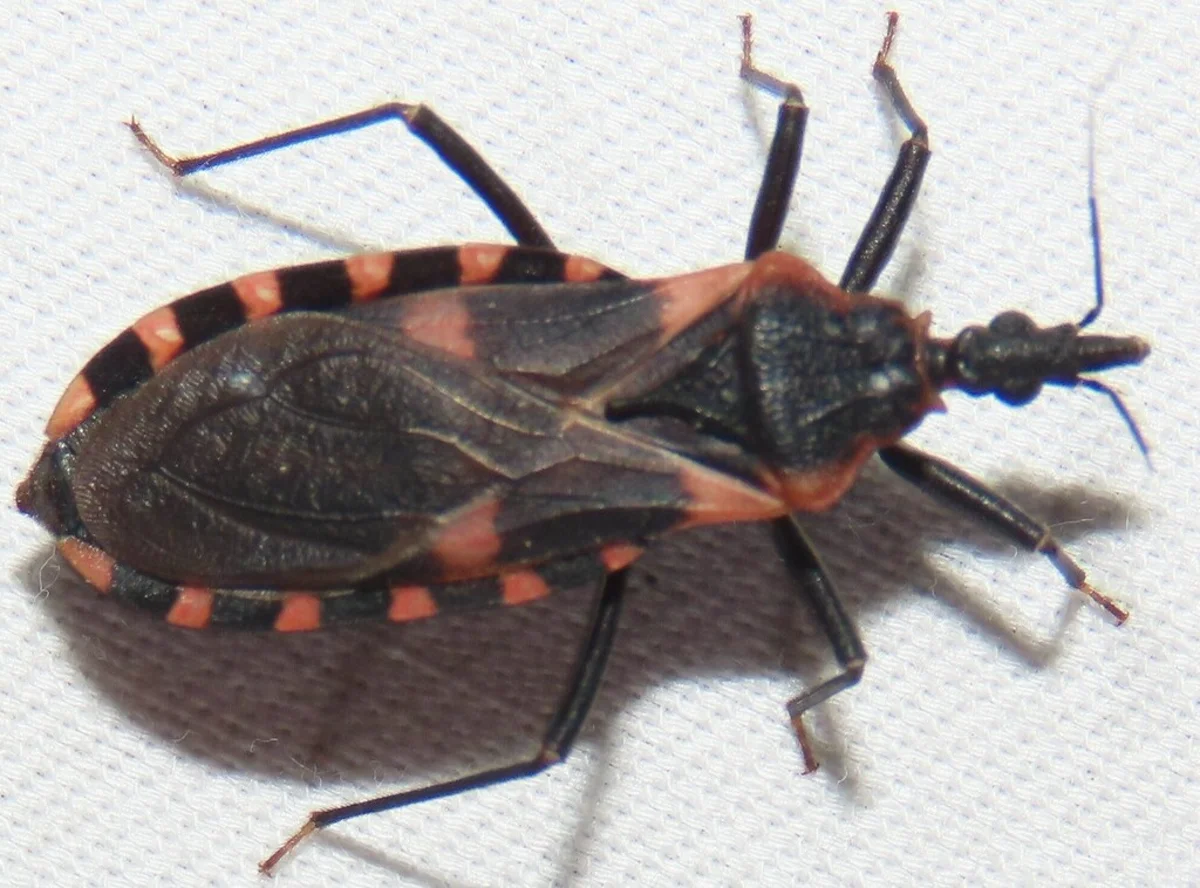 Eastern bloodsucking conenose bug on white fabric showing orange and black coloring
